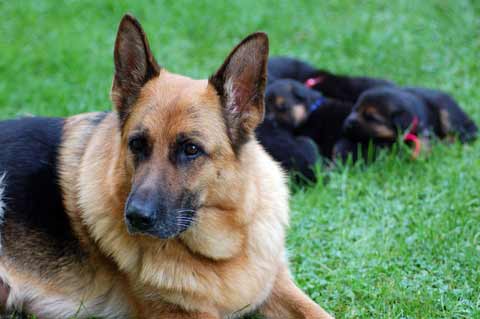 gsd 1 month puppy