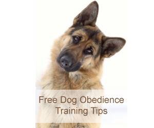 german shepherd growth chart puppy growth rate and weight average german shepherd size