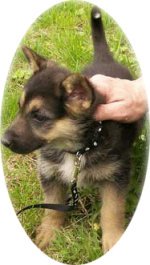 German Shepherd Puppy