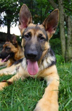 Free German Shepherd Puppies