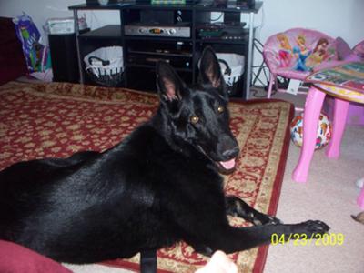 Solid Black German Shepherd