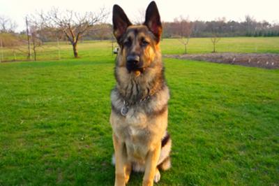 German Shepherd at 9 Months