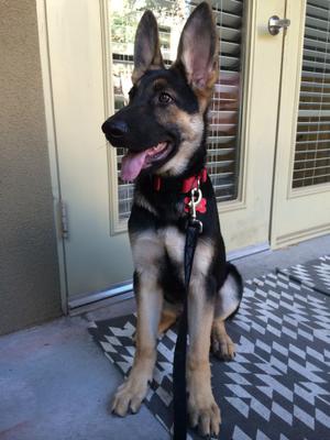 My GSD Baron