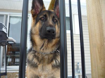 German Shepherd Growth Chart With Pictures