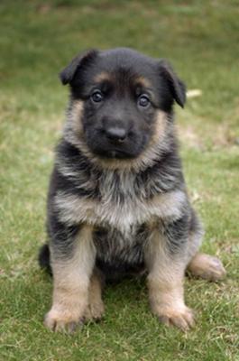 German Shepherd Puppy