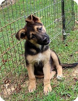 Baxter, my GSD - mix?