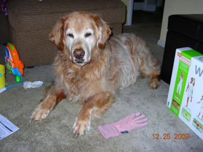 Baylor - a Golden Retriever