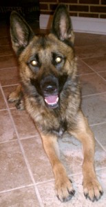 Belgian Shepherd Malinois Mix