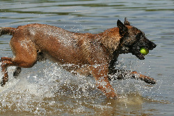 Belgian Shepherd Malinois Running