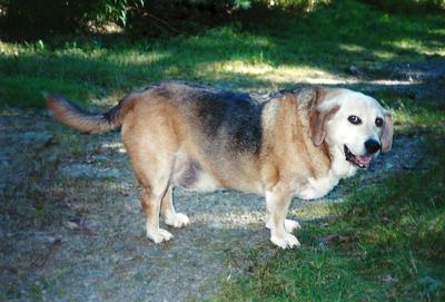 german basset hound