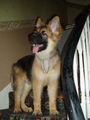 German Shepherd Bowler aged 6 months