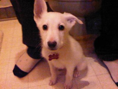 Brusky At 3 Months - GSD Lab Mix