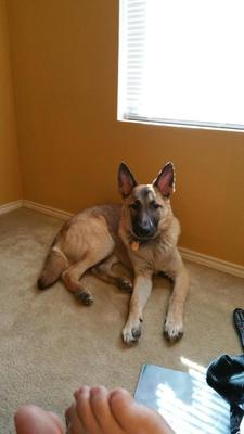 German Shepherd Bullet