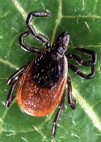 Canine Lyme Disease Deer Tick