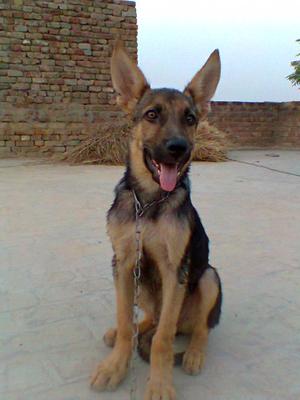 Caspy - German Shepherd Puppy