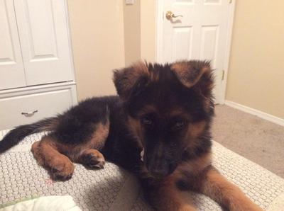 Chase my GSD baby at 3 months