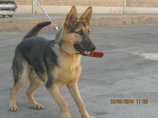 German Shepherd Cloud