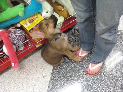 GSD puppy at 12 Weeks Saying Pweeeeeese?