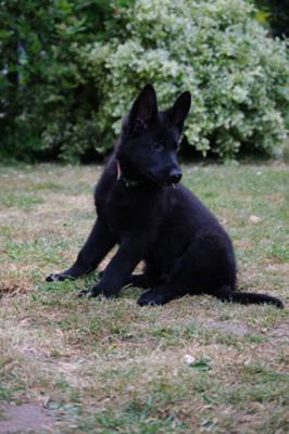 Dali - solid black German Shepherd puppy