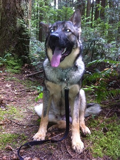 German Shepherd Denver at 10.5 months