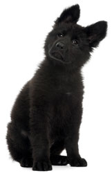 Dog Euthanasia Black