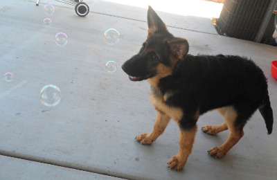 German Shepherd Growth Chart By Week