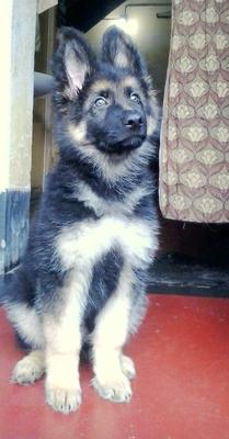 Dzango, my GSD