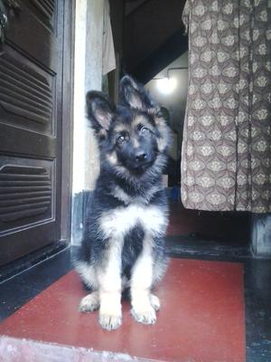 My German Shepherd, Dzango