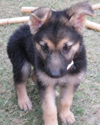German Shepherd puppy Elli at 2 months old, first day in my family