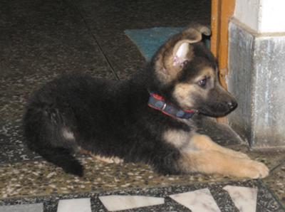 German Shepherd puppy Elli at 2 months old, waiting for her food at kitchen door