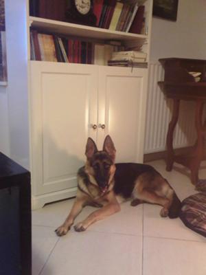 German Shepherd Eva at 14 months