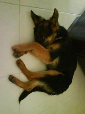 German Shepherd puppy Eva at 9 kg