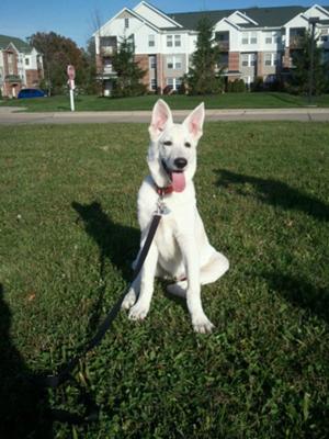 Falcor - White German Shepherd Puppy