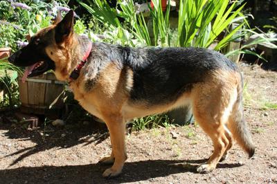 german shepherd mix australian cattle dog