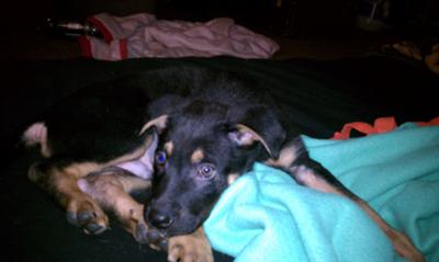 GSD Mix Puppy Nico Sleeping