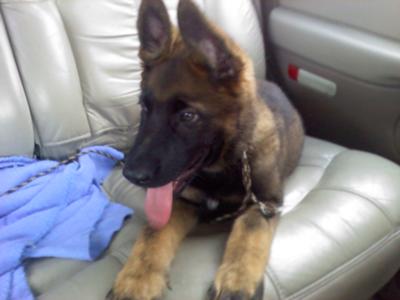 German Shepherd puppy Roscoe