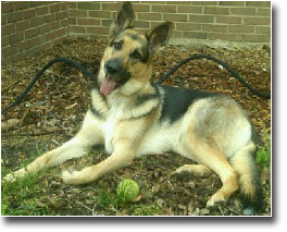 German Shepherd Pictures