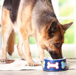 Grain Free Dog Food Bowl