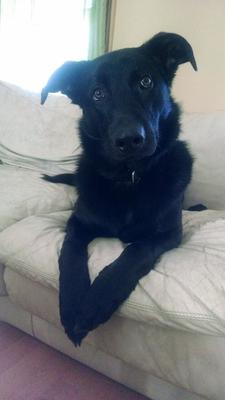 gsd black lab mix django german shepherd puppy food chart