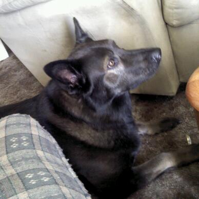 blue heeler and chow mix