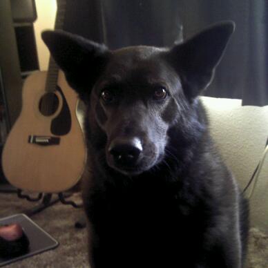 blue heeler and chow mix