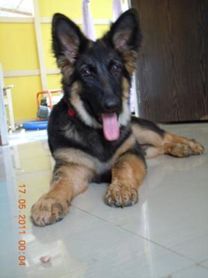 GSD Sam at 7 months