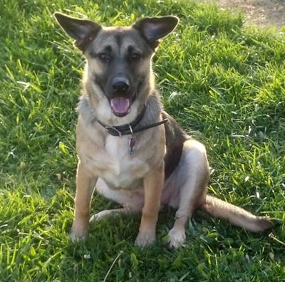 Boxer sales wolf mix