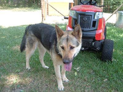 Koko - GSD Husky Timberwolf mix