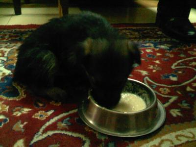 GSD puppy Hachi eating