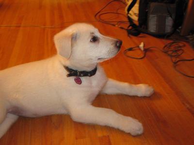 White German Shepherd Puppy