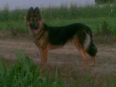 German Shepherd Harry Jully