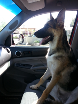 My GSD pup going for a ride