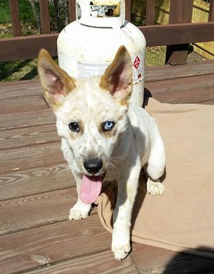 Asher, my German Shepherd mix puppy