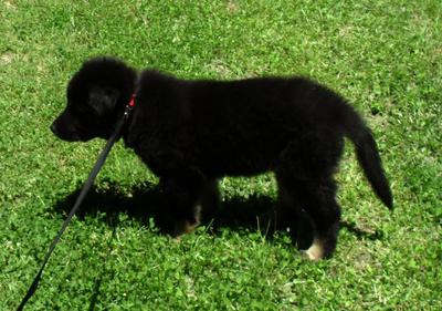 German Shepherd Puppy